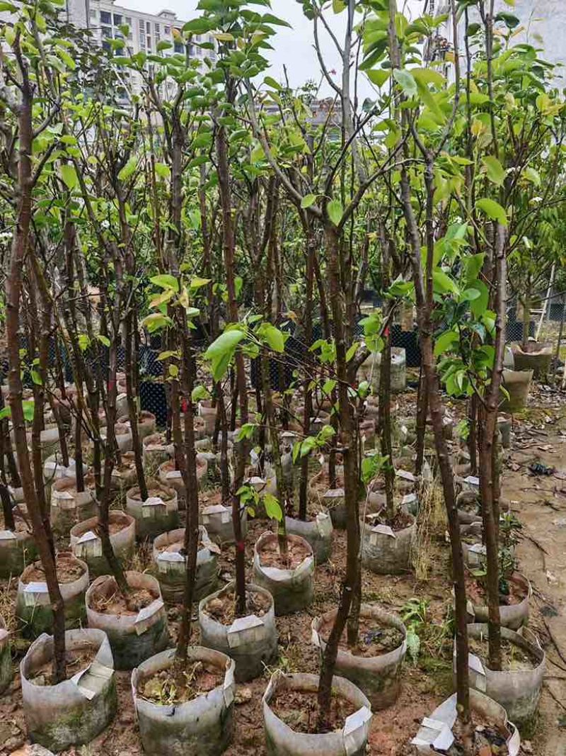 梨果苗1-12分，各种规格，大量低价出售