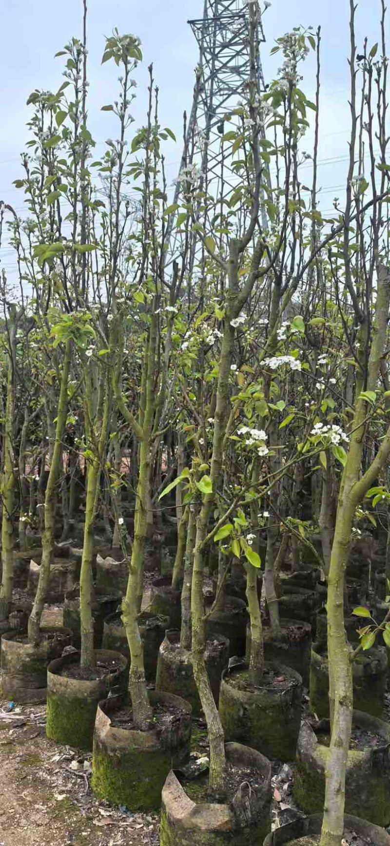 梨果苗1-12分，各种规格，大量低价出售