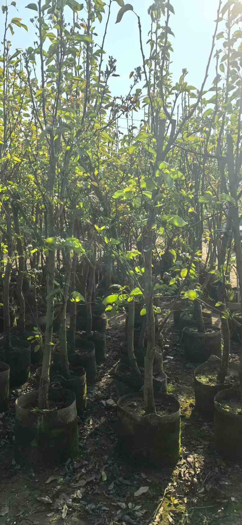 梨果苗1-12分，各种规格，大量低价出售