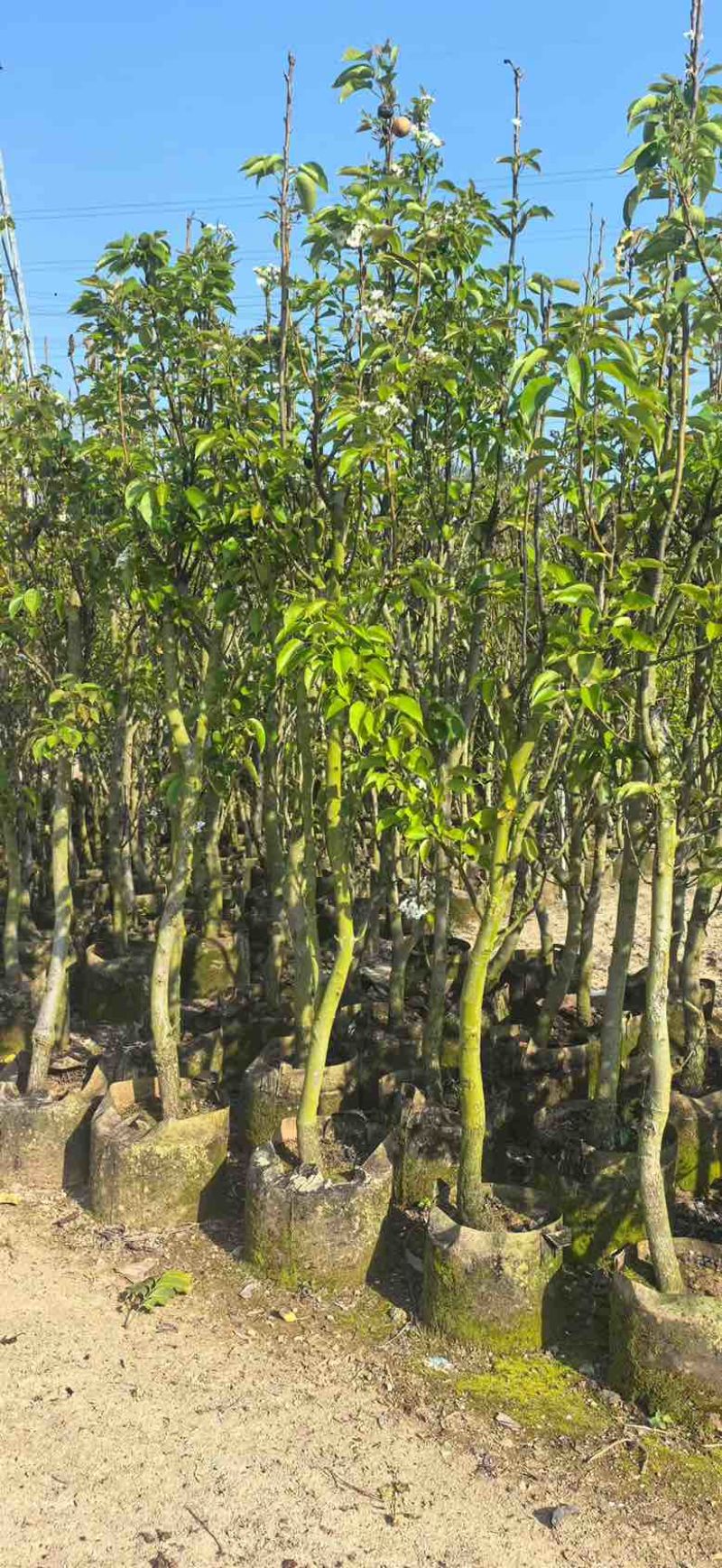 梨果苗1-12分，各种规格，大量低价出售
