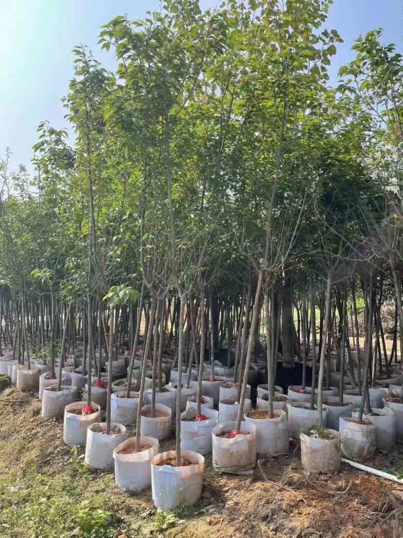 樱花3-15分，各种规格，大量低价出售
