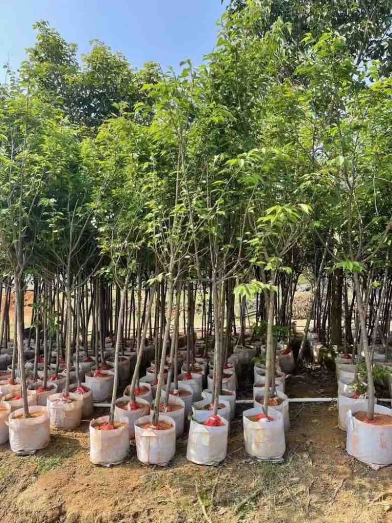 樱花3-15分，各种规格，大量低价出售