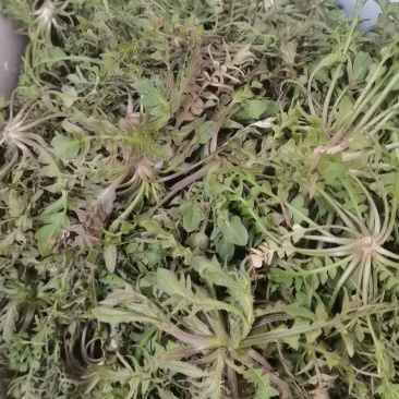 纯野生荠菜