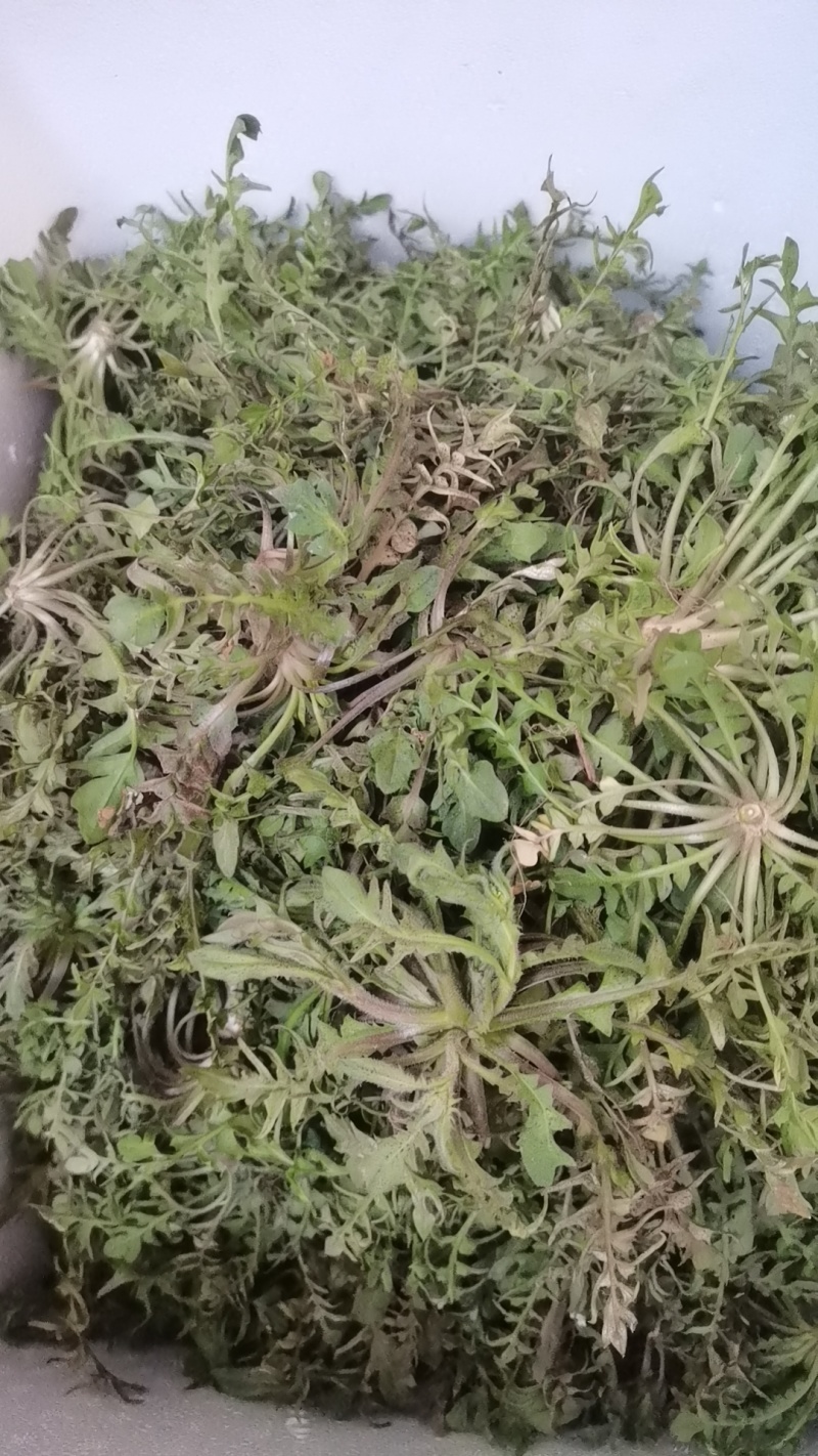纯野生荠菜