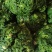 纯野生荠菜