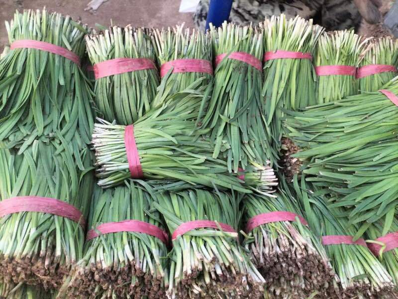 韭菜大叶韭菜种植基地直供价格便宜全国代发