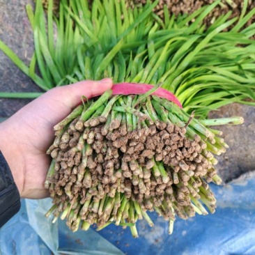 韭菜大叶韭菜种植基地直供价格便宜全国代发