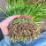 韭菜大叶韭菜种植基地直供价格便宜全国代发