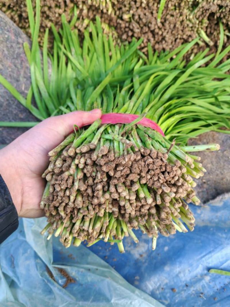 韭菜大叶韭菜种植基地直供价格便宜全国代发