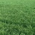 韭菜大叶韭菜种植基地直供价格便宜全国代发