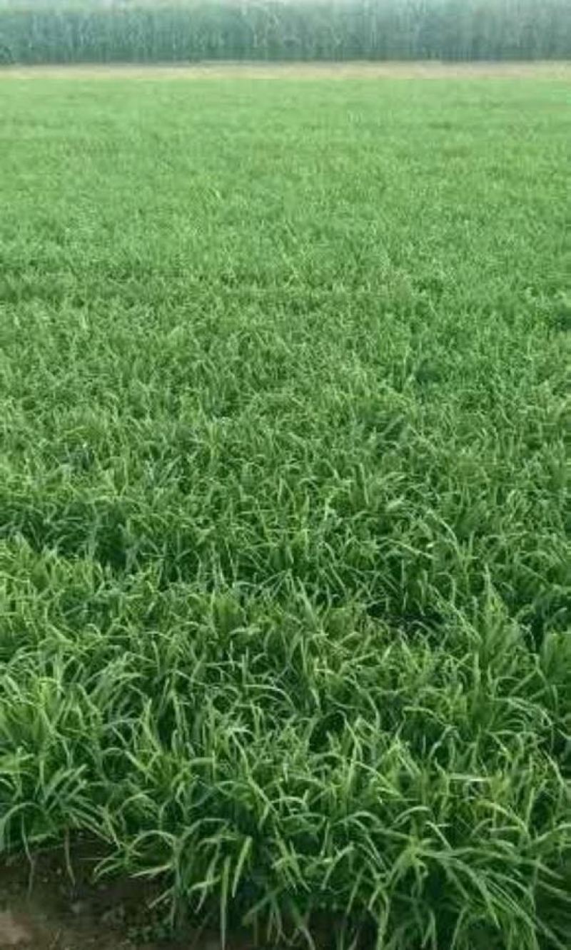 韭菜大叶韭菜种植基地直供价格便宜全国代发