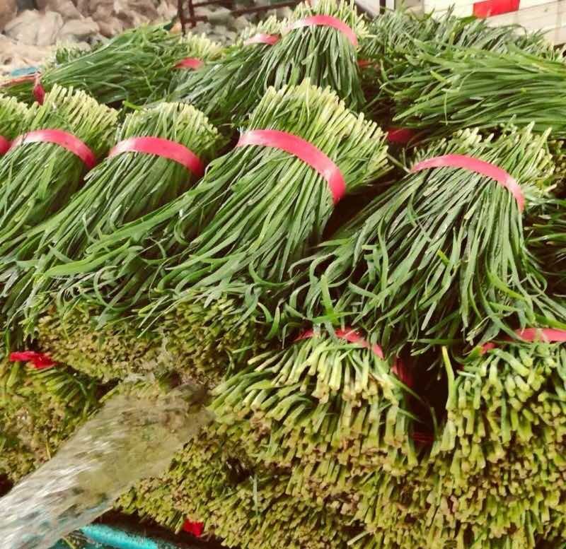 韭菜大叶韭菜种植基地直供价格便宜全国代发