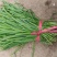 韭菜大叶韭菜种植基地直供价格便宜全国代发
