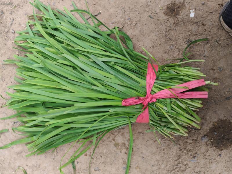韭菜大叶韭菜种植基地直供价格便宜全国代发