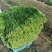 韭菜大叶韭菜种植基地直供价格便宜全国代发