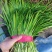 韭菜大叶韭菜种植基地直供价格便宜全国代发