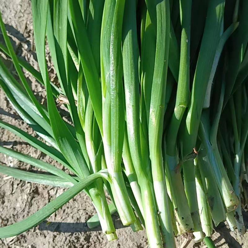 韭菜大叶韭菜种植基地直供价格便宜全国代发