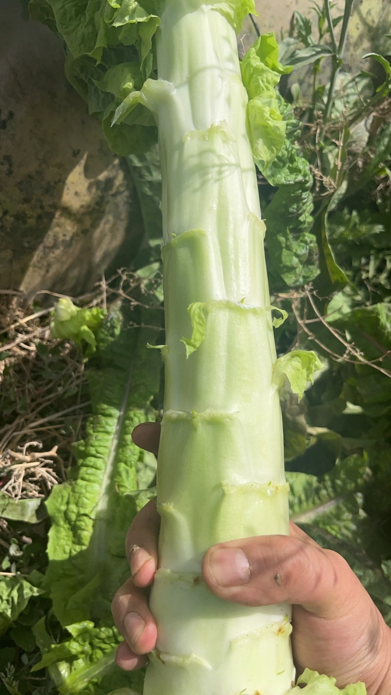 红叶香莴笋