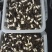 黑皮鸡枞菌