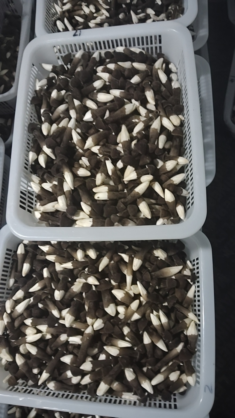 黑皮鸡枞菌