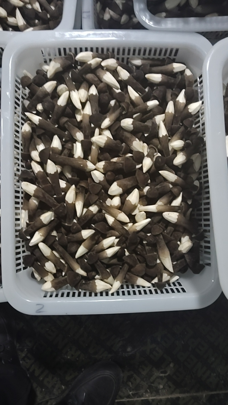 黑皮鸡枞菌