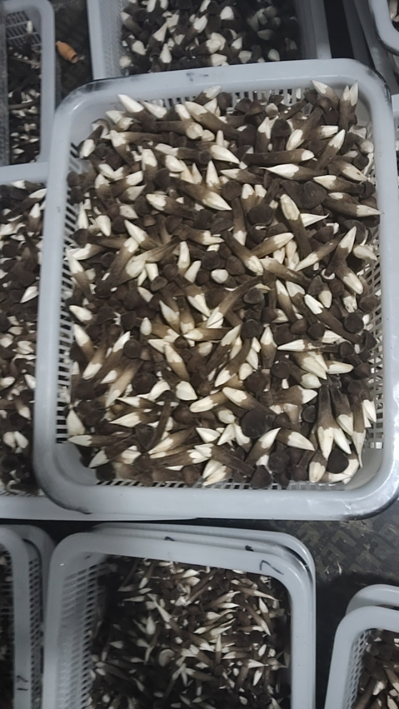 黑皮鸡枞菌