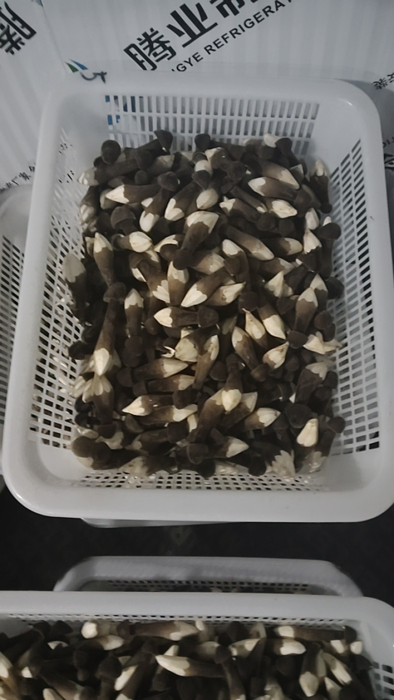 黑皮鸡枞菌