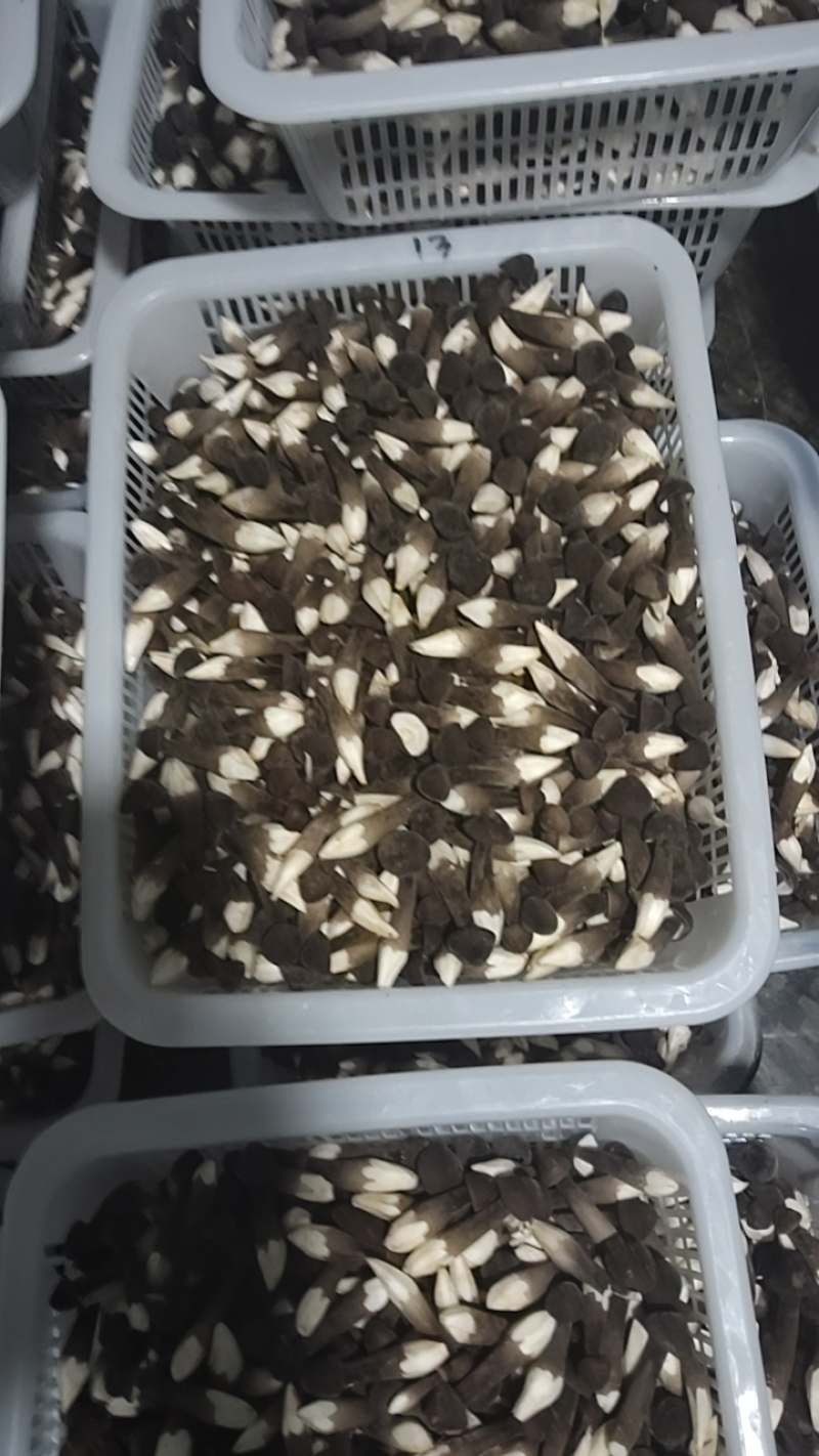黑皮鸡枞菌