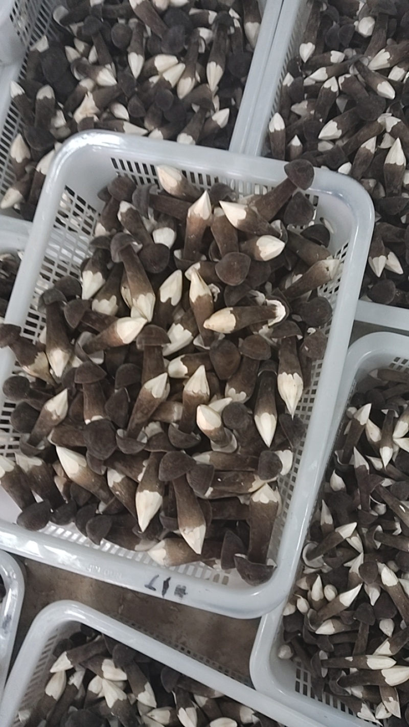 黑皮鸡枞菌
