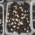 黑皮鸡枞菌