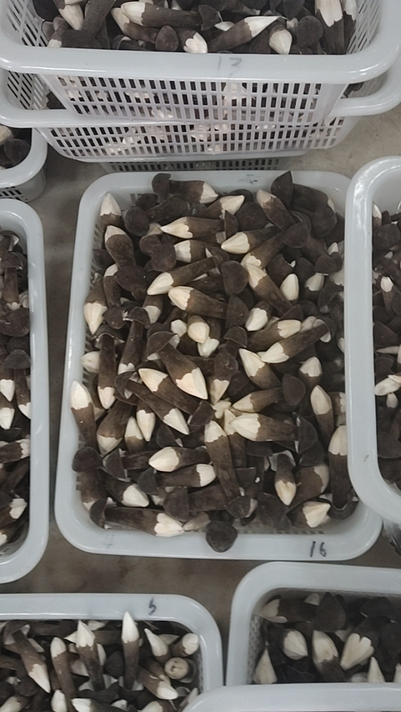 黑皮鸡枞菌