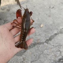 小龙虾