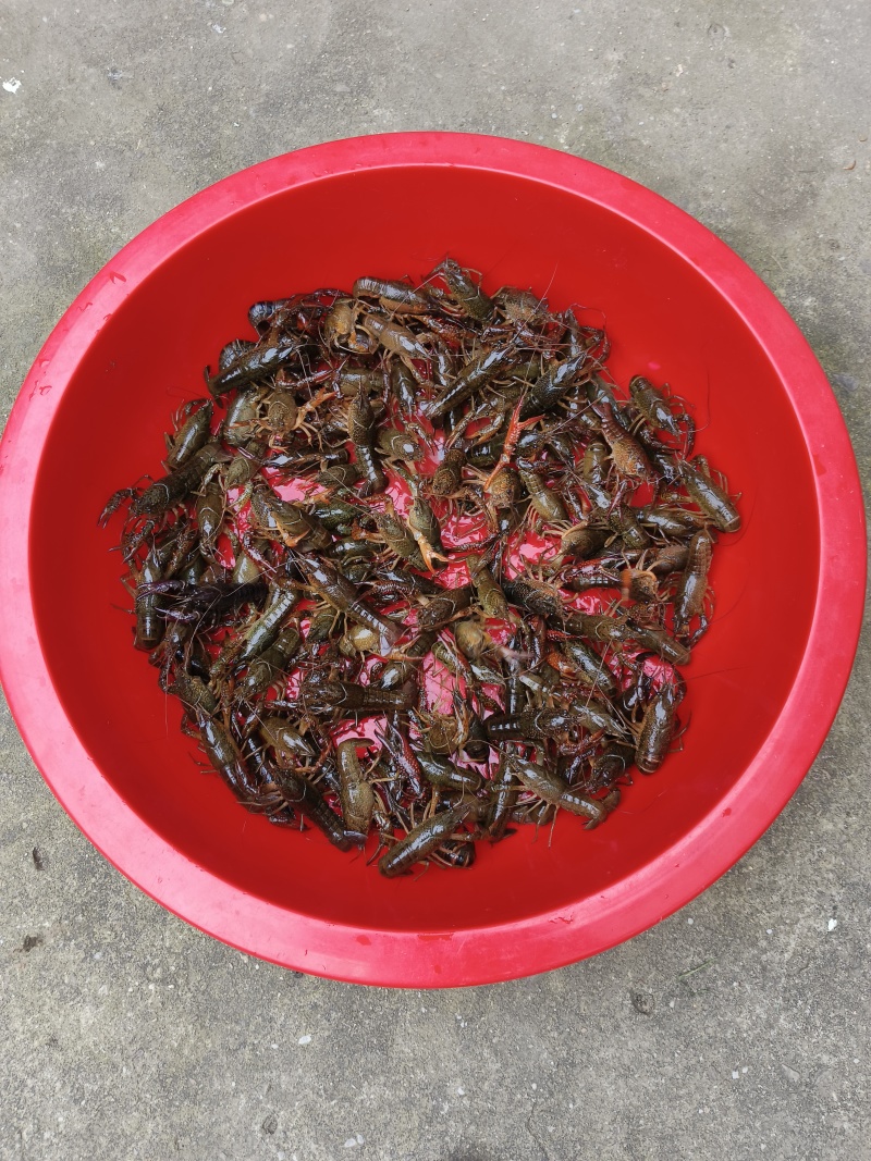 小龙虾