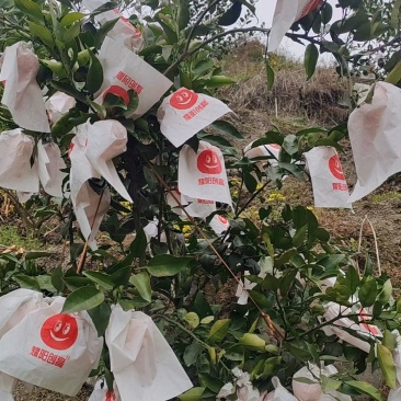 🌟明日见·柑橘中的天花板皮薄好剥、无籽多汁、甜度爆表颜