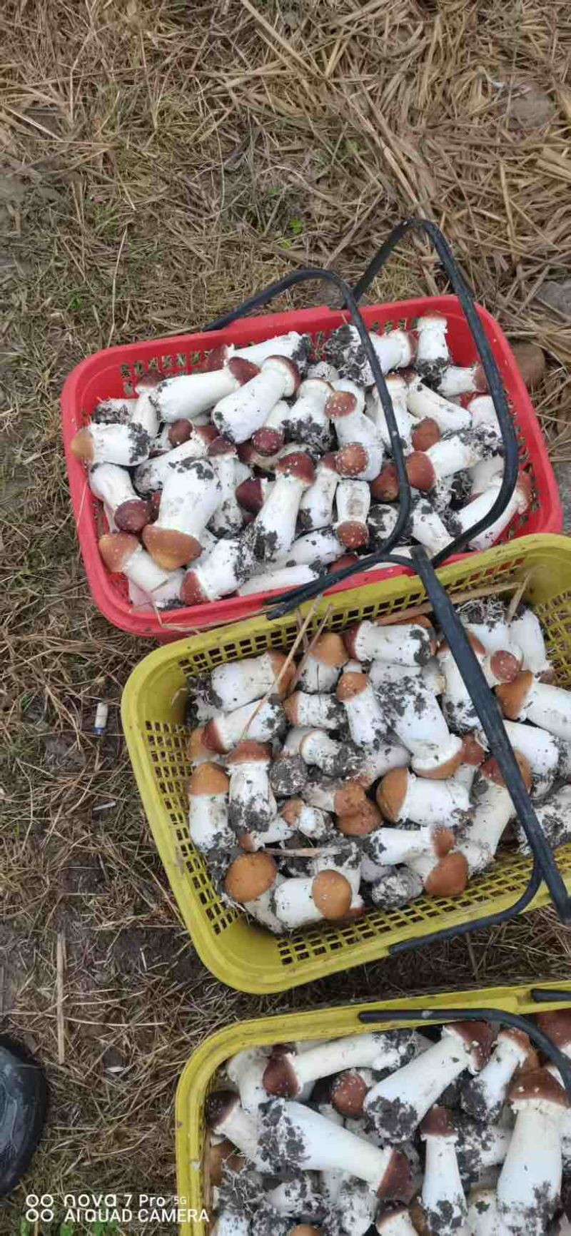 大球盖菇基地直发，价格美丽