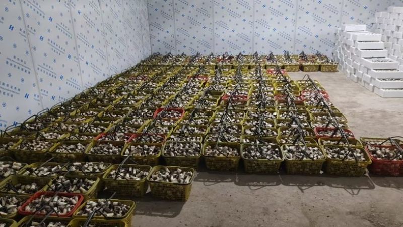 大球盖菇基地直发，价格美丽