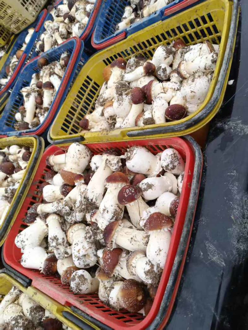 大球盖菇基地直发，价格美丽