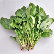 山东潍坊青州大叶菠菜