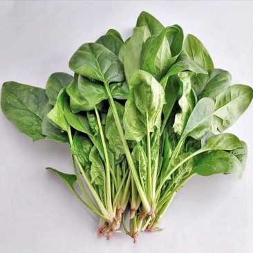 山东潍坊青州大叶菠菜