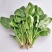 山东潍坊青州大叶菠菜