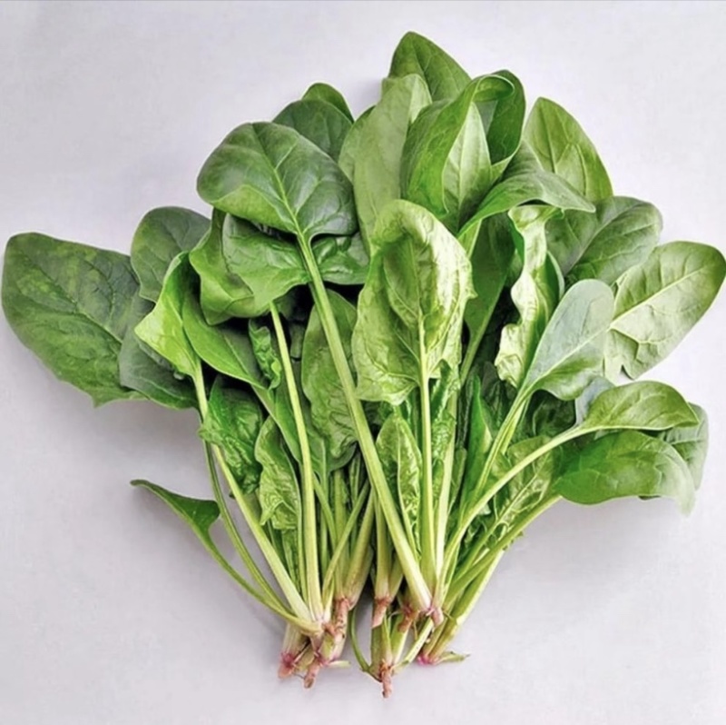 山东潍坊青州大叶菠菜