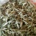 白茶纯荒野牡丹一件代发勿扰数量有限