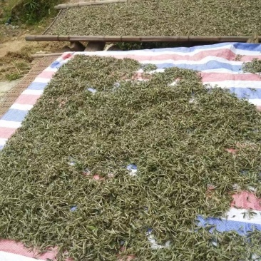 白茶纯荒野牡丹一件代发勿扰数量有限