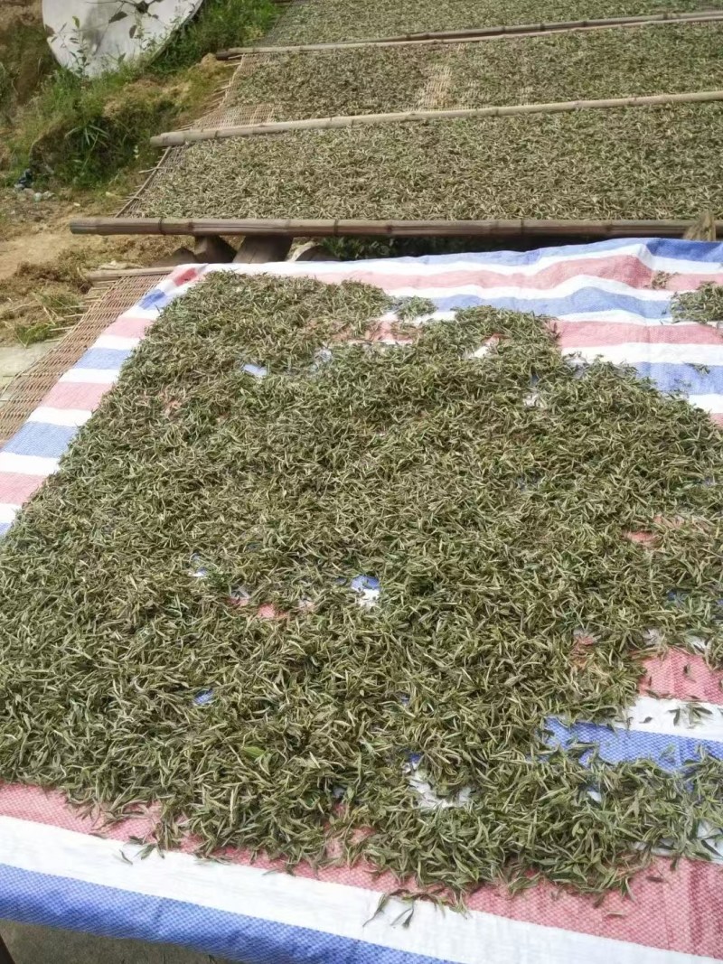 白茶纯荒野牡丹一件代发勿扰数量有限