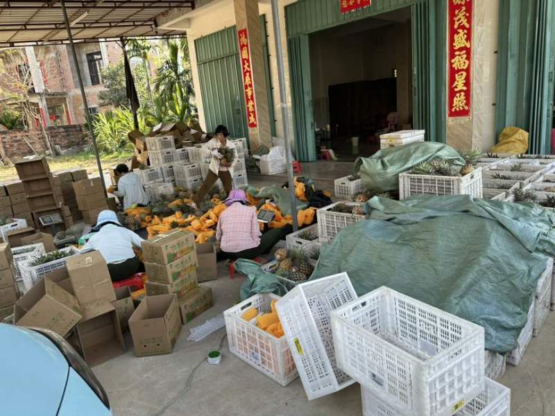 海南金钻凤梨电商一件代发，包售后，各大平台承接