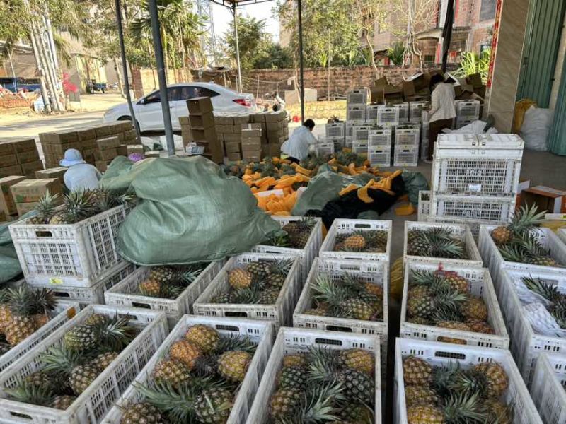 海南金钻凤梨电商一件代发，包售后，各大平台承接