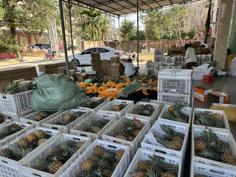 海南金钻凤梨电商一件代发，包售后，各大平台承接
