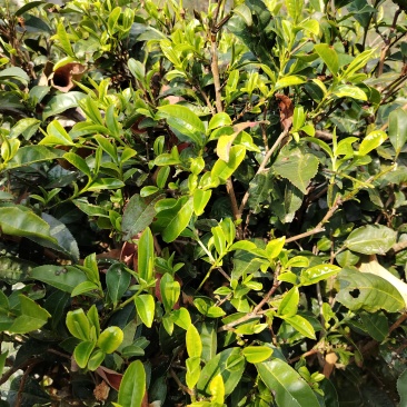 云南茶叶