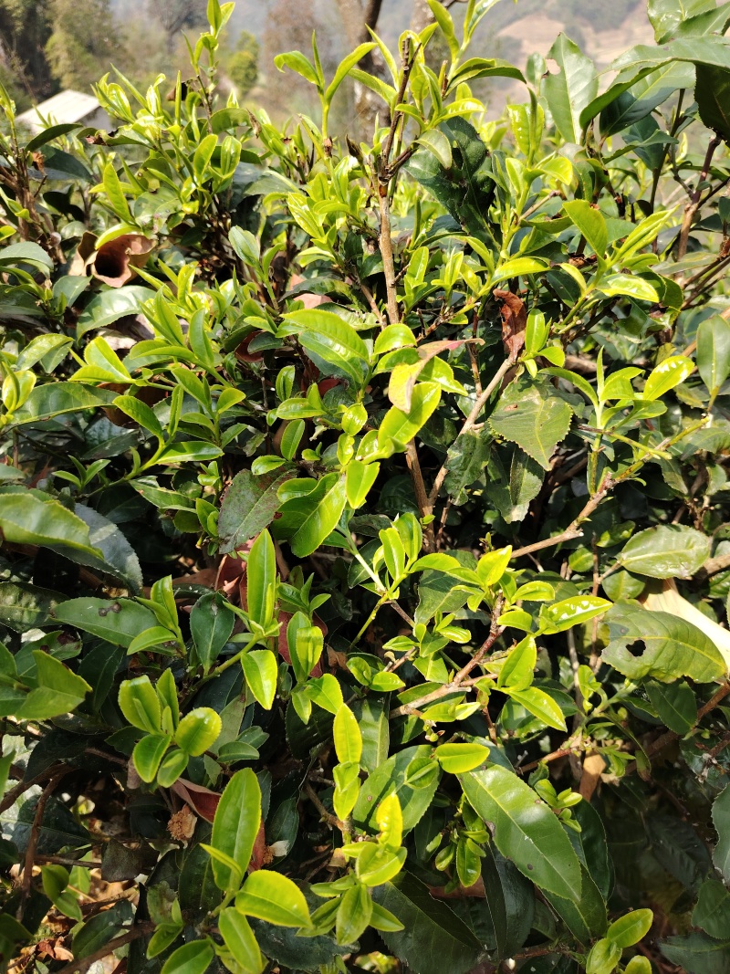 云南茶叶