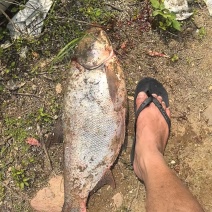 产后白鲢鱼，5斤起